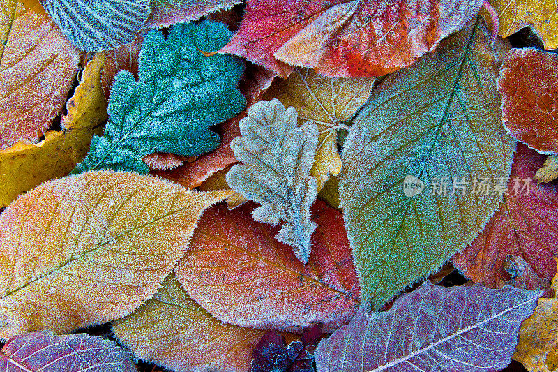 五彩缤纷的秋叶带着霜。霜冻的秋叶背景