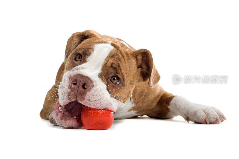 文艺复兴时期的斗牛犬正在咬一个玩具球