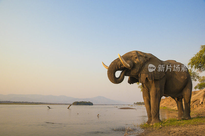 非洲象公牛在赞比西河上饮水