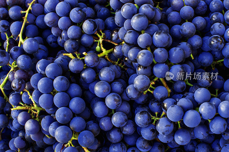 红酒葡萄背景。深蓝的酿酒葡萄。
