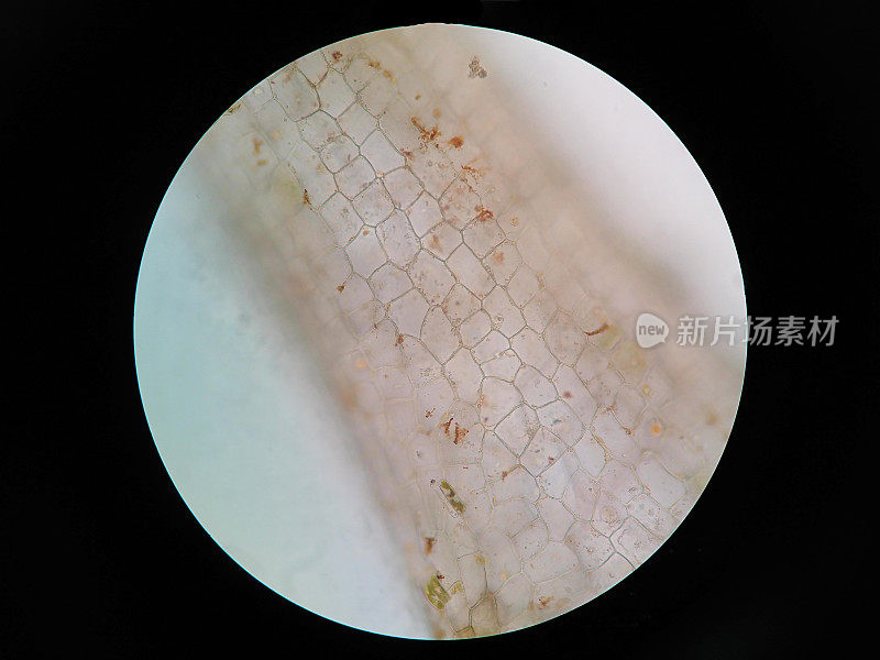 水生植物细胞的显微镜观察