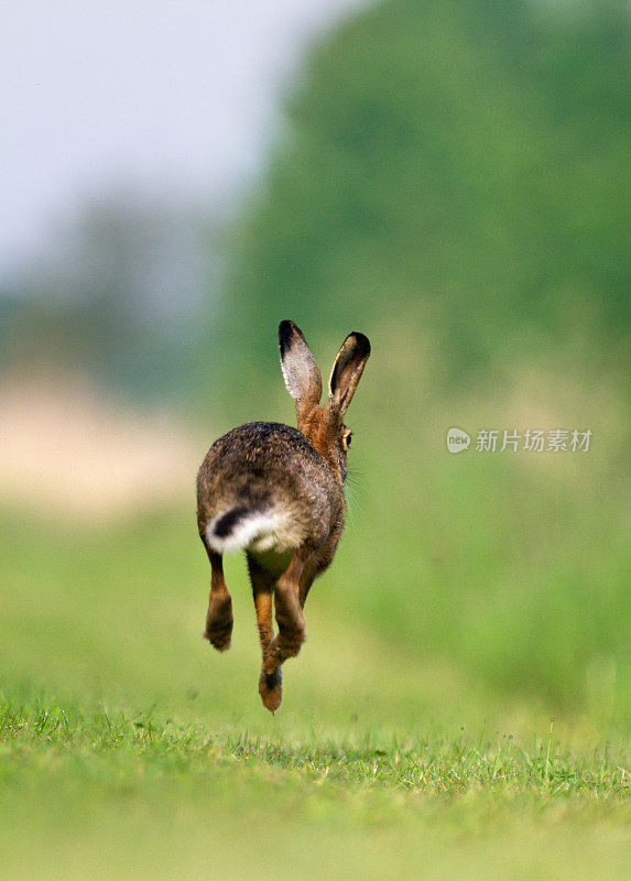 长耳大野兔跑