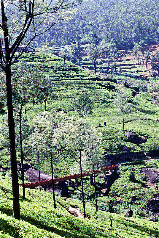 斯里兰卡，山地国家，茶叶种植园。