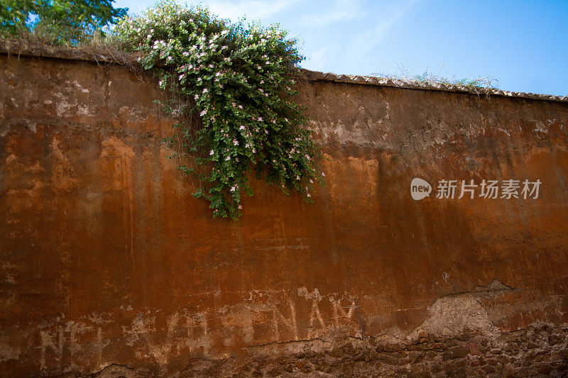 意大利罗马城墙上的野柑灌木瀑布