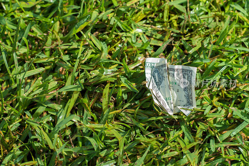 草地上的美元钞票