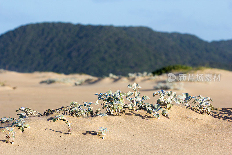 南非夸祖鲁-纳塔尔省的iSimangaliso湿地公园