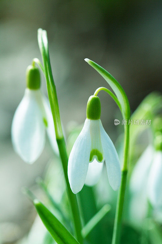 雪花莲