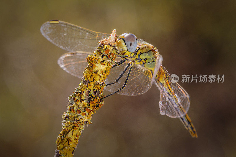 草里的蜻蜓