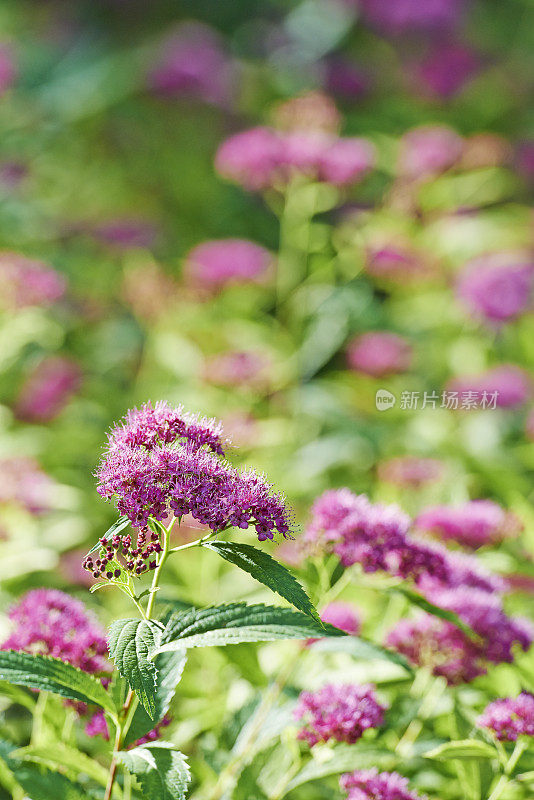 日本Spiraea