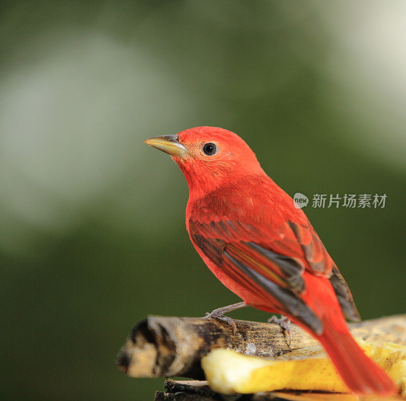 从后面来的夏日唐纳雀