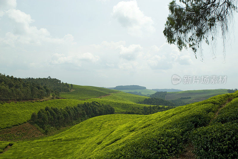 非洲中部连绵起伏的山丘上有茶园