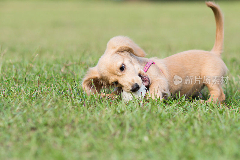 达克斯猎犬