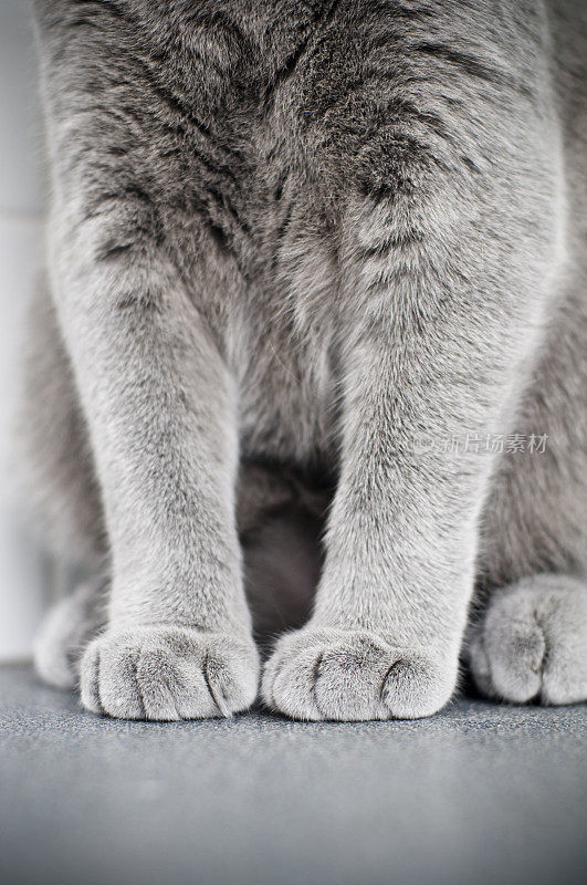 猫英国短毛小猫的腿和脚