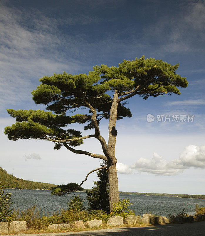 风景如画的松树在索姆斯Sound，山沙漠岛，缅因州