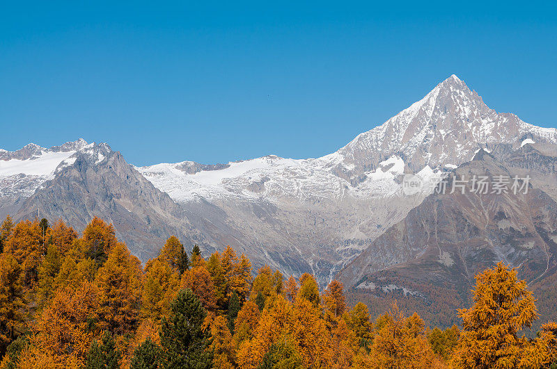 秋季落叶松森林和山脉