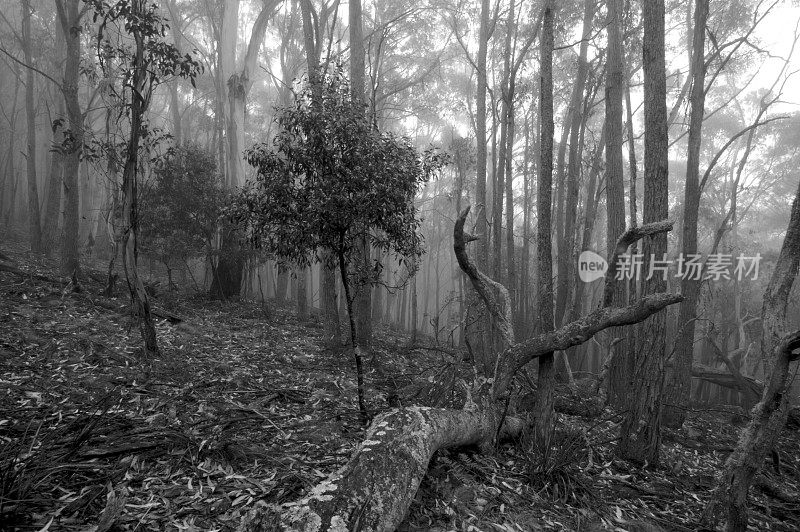 雾布什场景