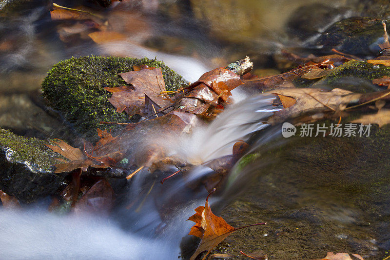 在长满苔藓的岩石溪里，水流过落叶