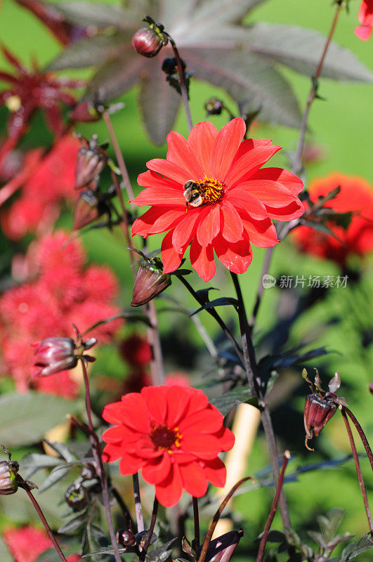 红大丽花和大黄蜂
