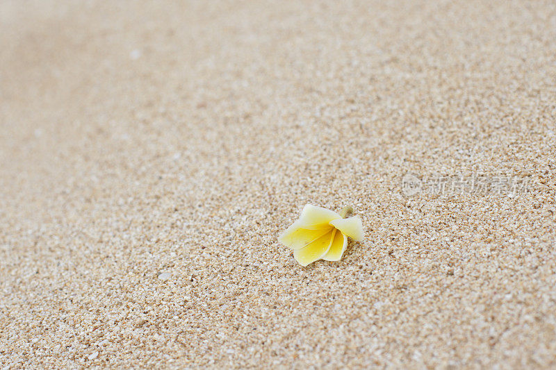 沙滩上的鸡蛋花