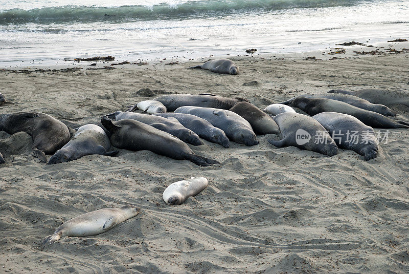 象海豹在加利福尼亚海滩上打盹