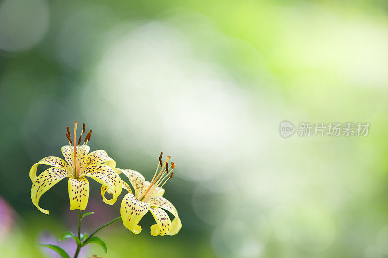 美丽的百合花