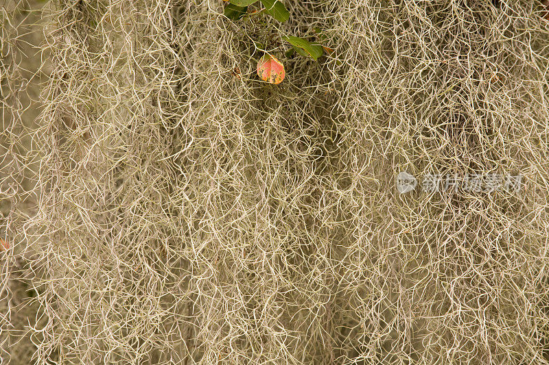 美国东南部:西班牙苔藓特写