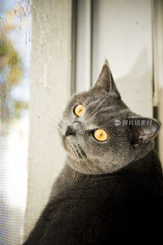 英国短毛猫黄色的眼睛盯着我们的窗户