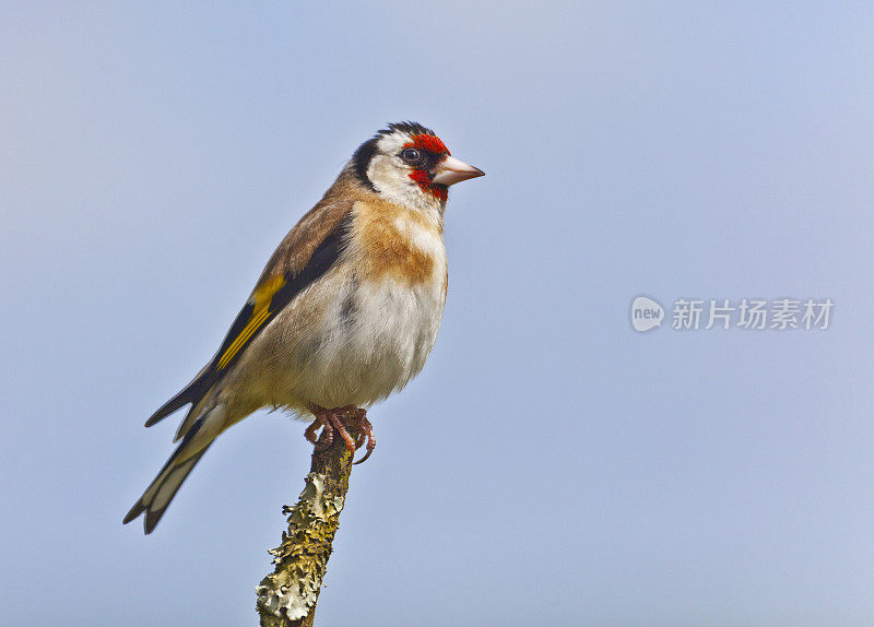 蓝天下的欧洲金翅雀(Carduelis_carduelis)