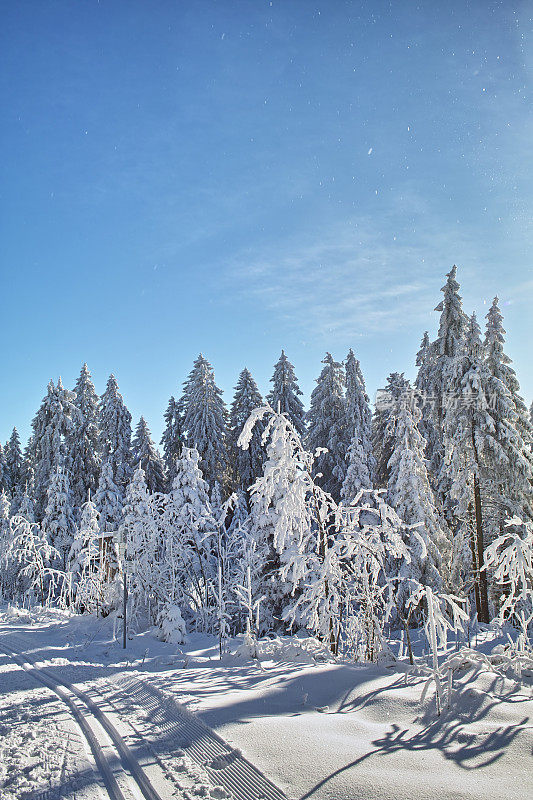 冬天有白雪皑皑的冷杉，长长的乡间滑雪场和蔚蓝的天空