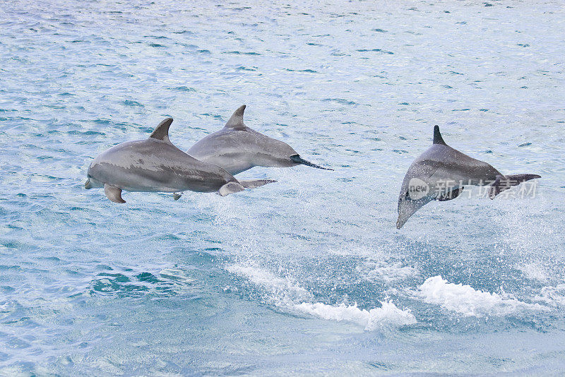 加勒比海的跳海豚
