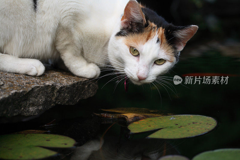 猫，金鱼和睡莲池