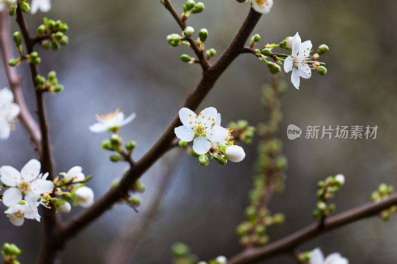 春天开花