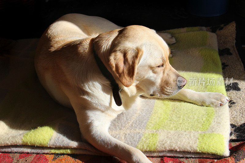 金色拉布拉多寻回犬躺在地毯上的图像