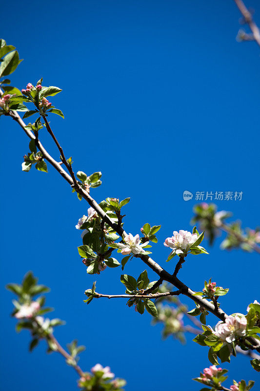 苹果开花