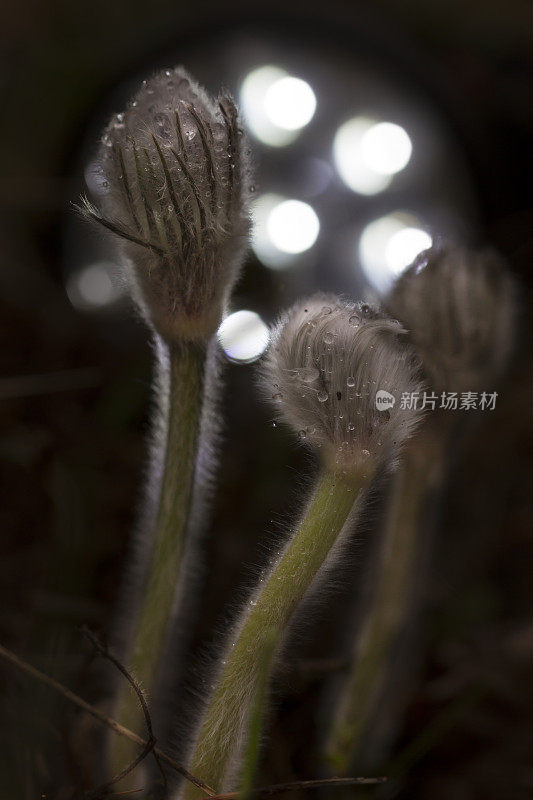 朝鲜白头翁