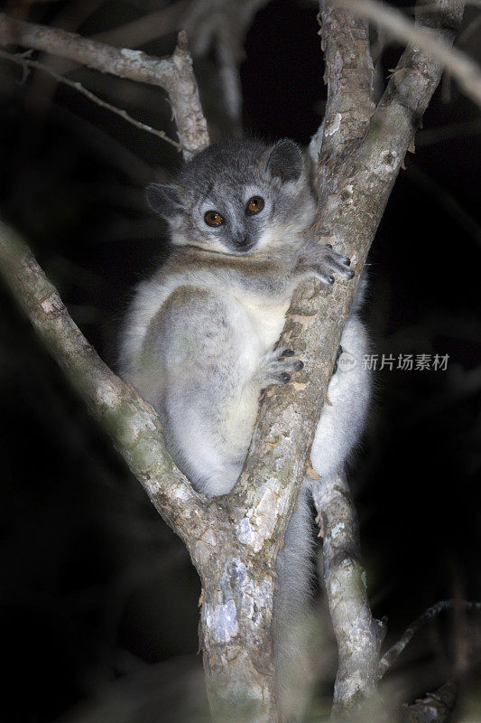 马达加斯加东南部特有的小型夜间侏儒狐猴