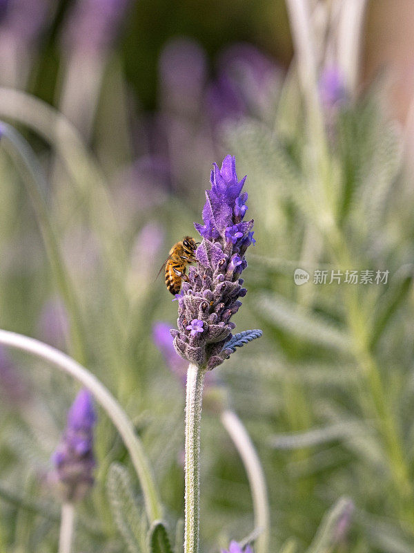 蜜蜂在紫色的薰衣草花上采集花粉