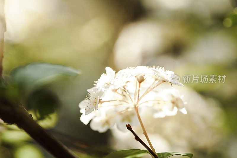 春天的花朵