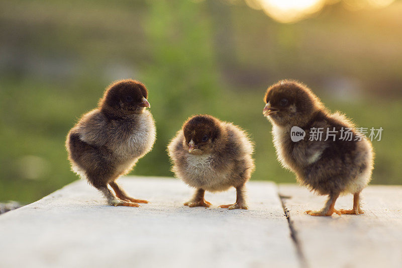 鹧鸪孵小鸡