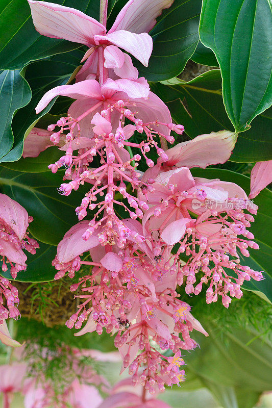 粉红色开花植物特写镜头