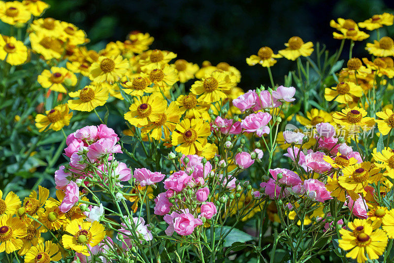 玫瑰和helenium