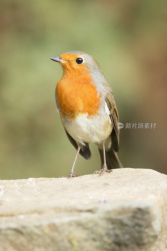 罗宾(红心rubecula)