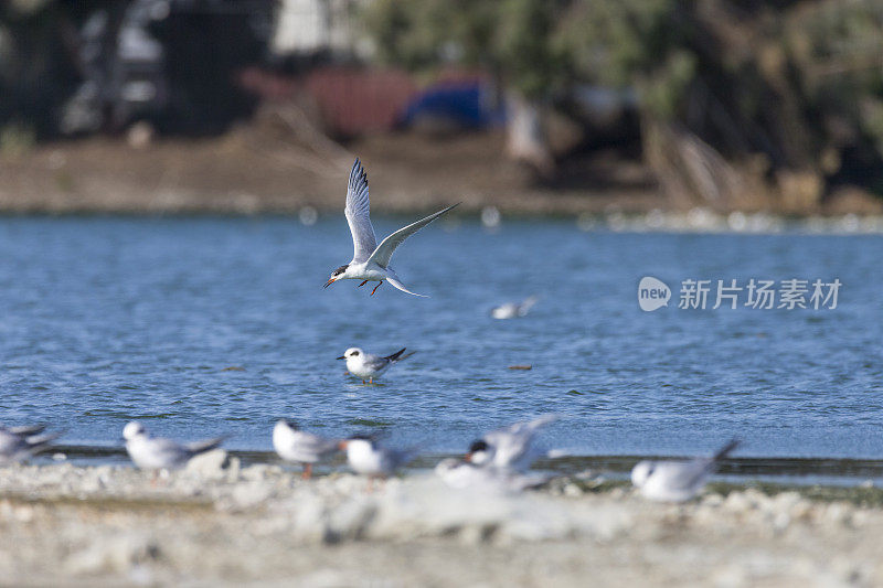 旧金山海湾地区，福斯特的飞行燕鸥