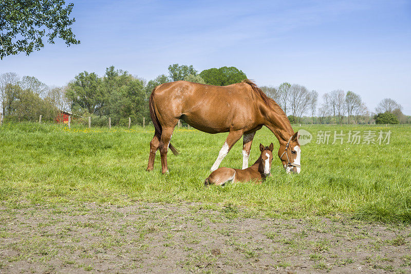 春天牧场上的母马和小马驹