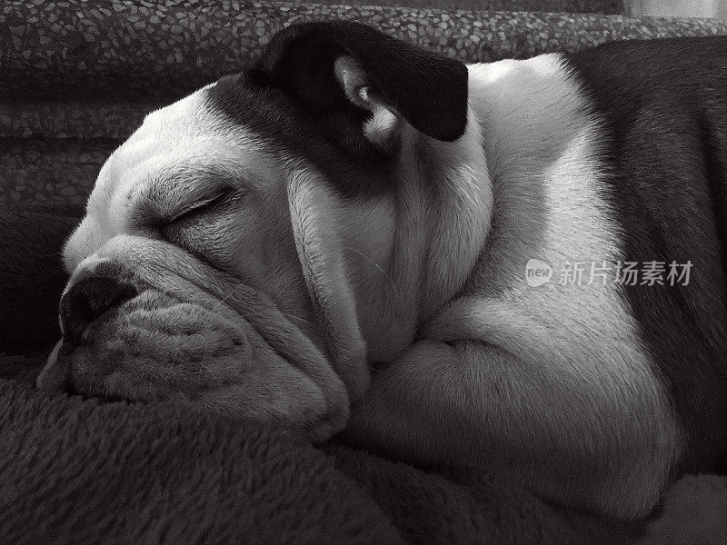 一个柔软的，可爱的，睡觉的斗牛犬的特写肖像