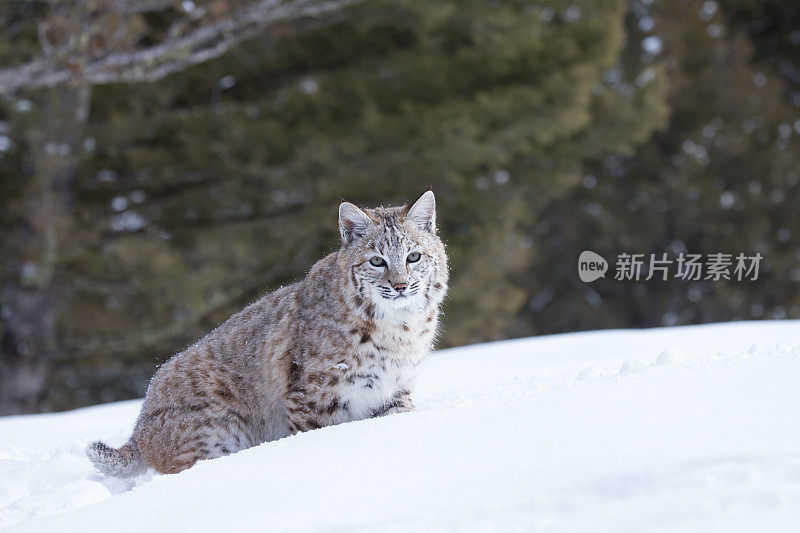 山猫