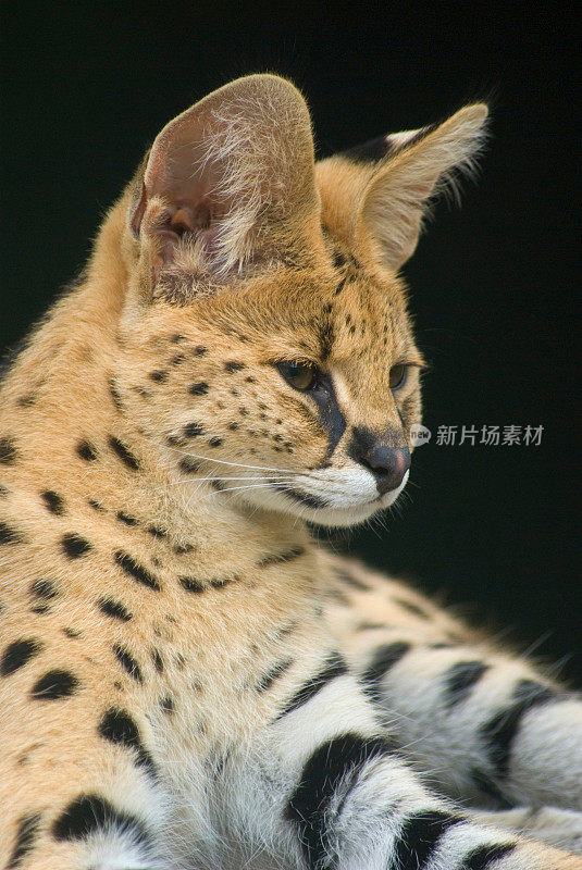 非洲野猫(细尾龙)特写肖像