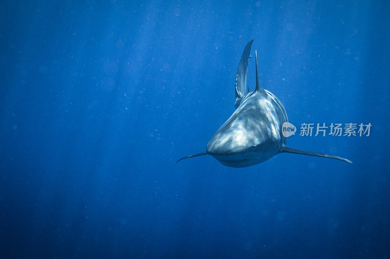 鲨鱼游泳向前