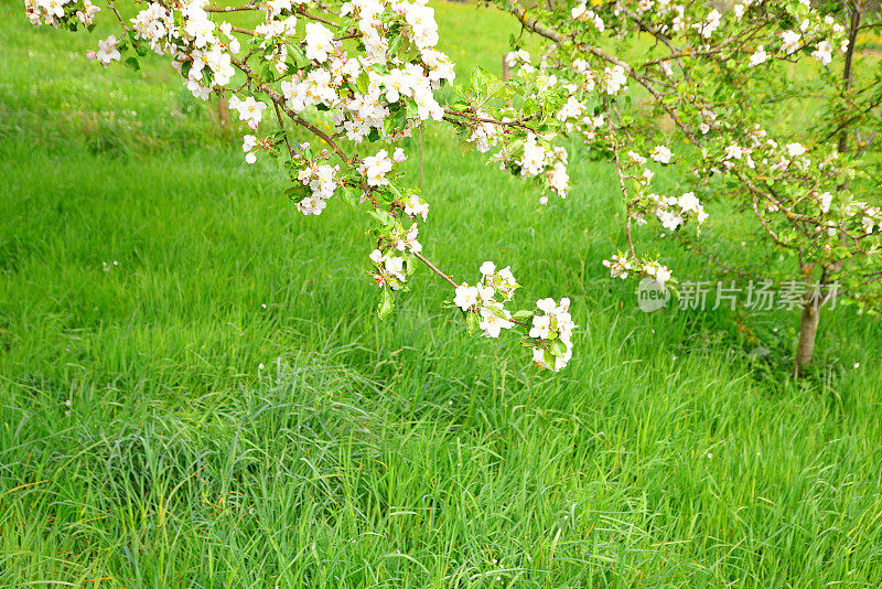 开花苹果树的树枝和小枝对着草地