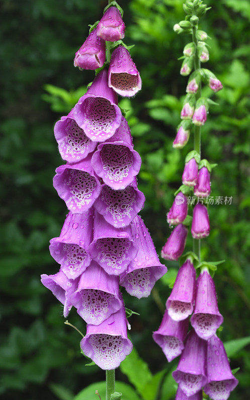 粉红色开花植物特写镜头